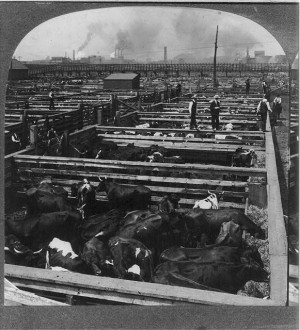 Union Stock Yards in Chicago